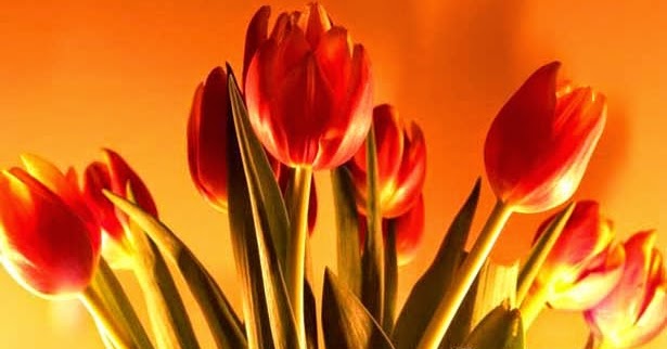 Bunga Tulip; Morfologi, Jenis, dan Manfaatnya | Gambar Bunga